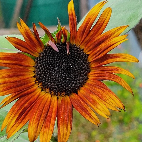 Meet your Posher, MarieZclothes - Picture 1 of 1